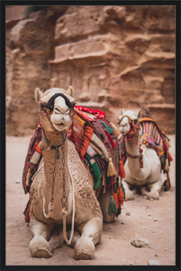 Bedouin Camels