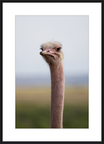 Load image into Gallery viewer, O is for Ostrich
