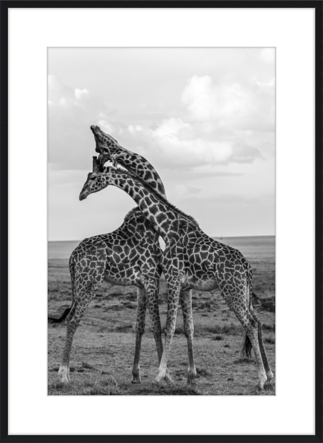 Safari Sparring