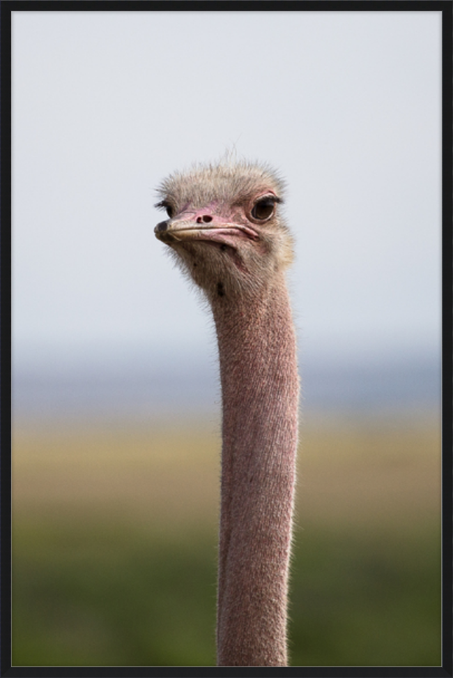 O is for Ostrich