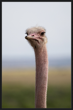 Load image into Gallery viewer, O is for Ostrich
