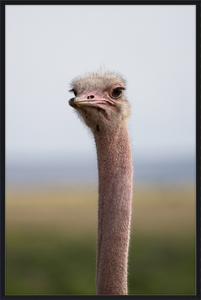 O is for Ostrich