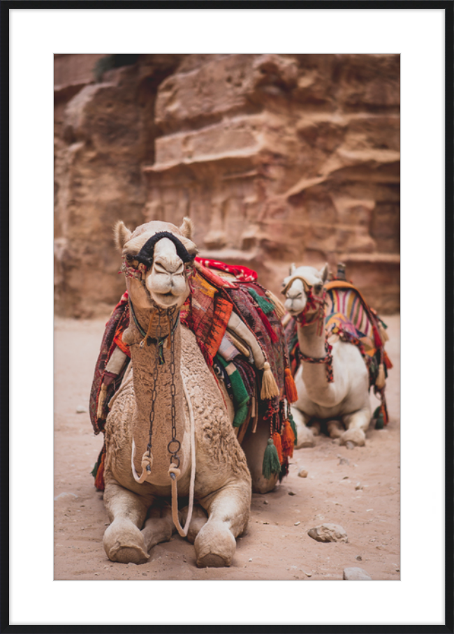 Bedouin Camels