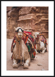 Bedouin Camels