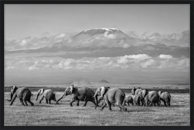 The Elephants of Mt. Kilimanjaro - I