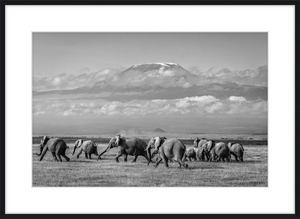 The Elephants of Mt. Kilimanjaro - I