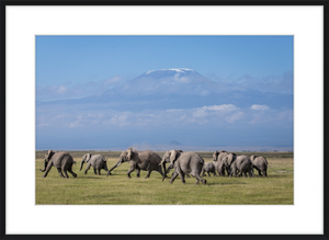 The Elephants of Mt. Kilimanjaro - II