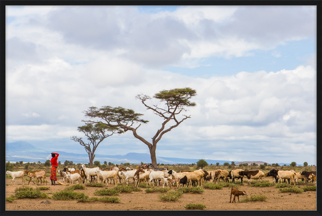 Masai Goat Herder