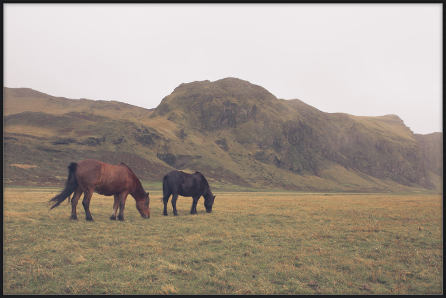 Icelandic Grazers