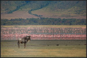 A Sea of Flamingos