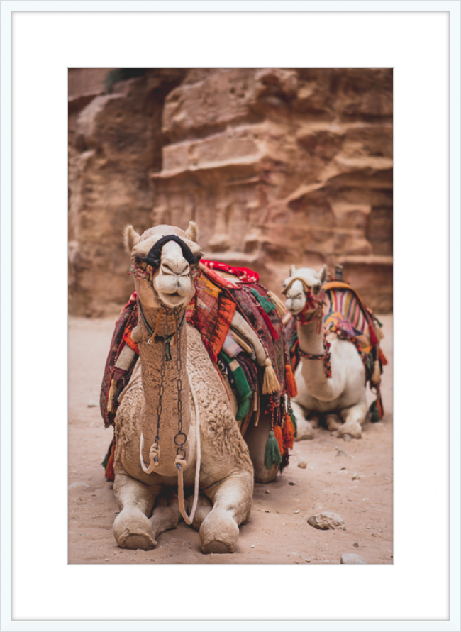 Bedouin Camels