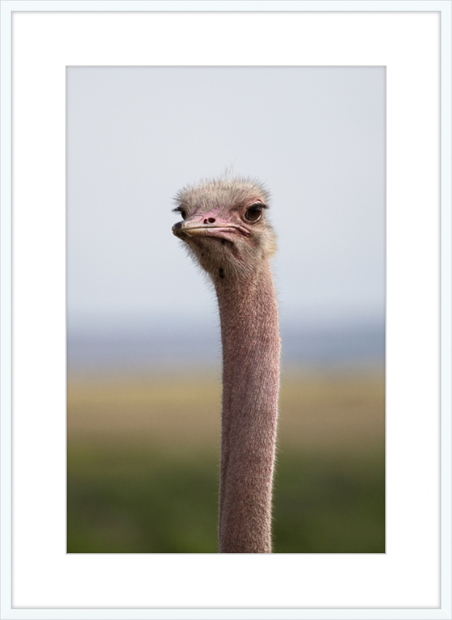 O is for Ostrich