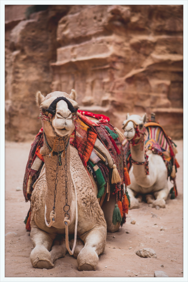 Bedouin Camels