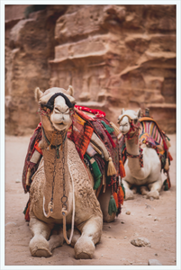 Bedouin Camels