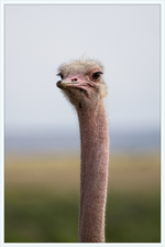 Load image into Gallery viewer, O is for Ostrich
