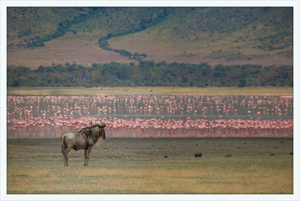 A Sea of Flamingos