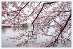 Load image into Gallery viewer, Spring at the Jefferson Memorial
