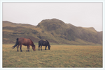 Load image into Gallery viewer, Icelandic Grazers
