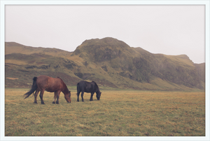 Icelandic Grazers