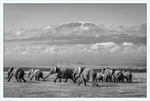 Load image into Gallery viewer, The Elephants of Mt. Kilimanjaro - I
