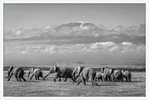 The Elephants of Mt. Kilimanjaro - I