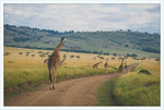 Load image into Gallery viewer, Masai Mara Rush Hour
