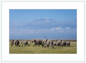 The Elephants of Mt. Kilimanjaro - II