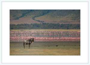 A Sea of Flamingos