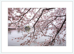 Spring at the Jefferson Memorial