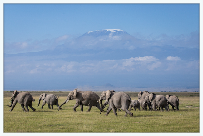 The Elephants of Mt. Kilimanjaro - II