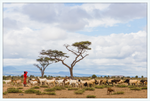 Load image into Gallery viewer, Masai Goat Herder
