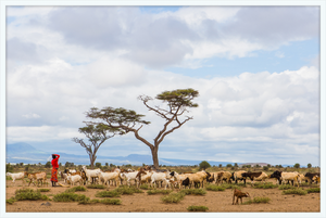 Masai Goat Herder