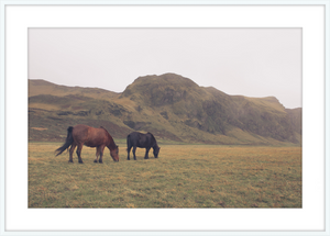 Icelandic Grazers