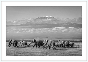 The Elephants of Mt. Kilimanjaro - I