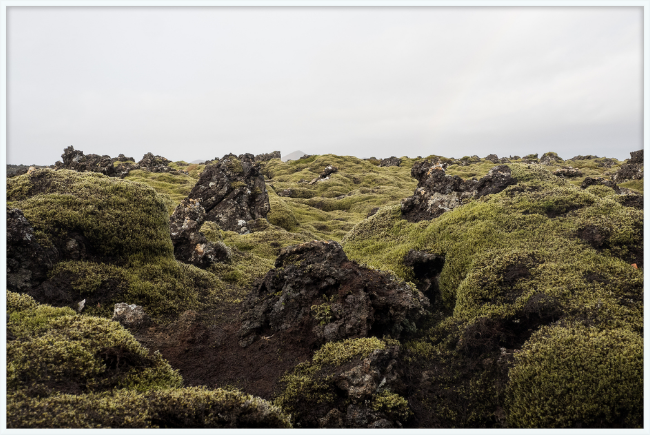 Lava Rock and Moss - II