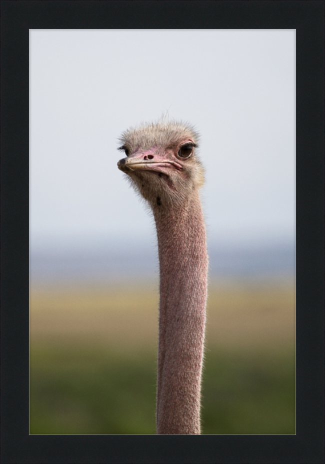 O is for Ostrich