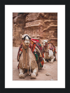 Bedouin Camels