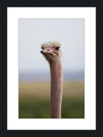 Load image into Gallery viewer, O is for Ostrich
