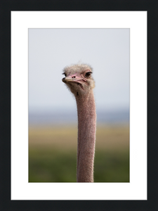 O is for Ostrich