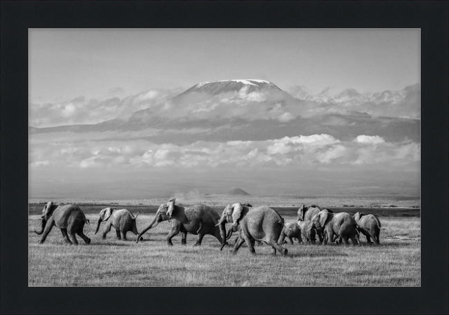 The Elephants of Mt. Kilimanjaro - I