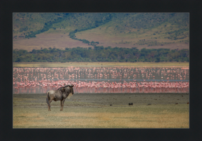 A Sea of Flamingos