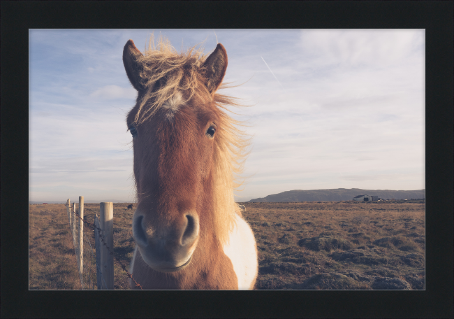 Icelandic Companion