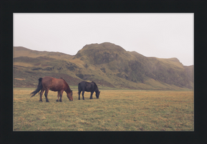 Icelandic Grazers