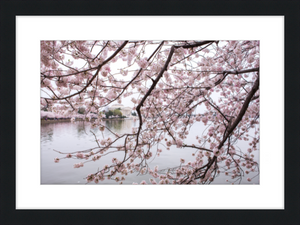 Spring at the Jefferson Memorial