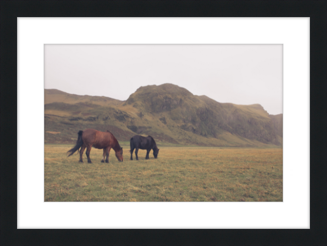 Icelandic Grazers