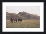 Load image into Gallery viewer, Icelandic Grazers
