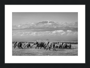 The Elephants of Mt. Kilimanjaro - I