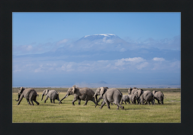 The Elephants of Mt. Kilimanjaro - II