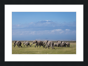 The Elephants of Mt. Kilimanjaro - II