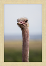 Load image into Gallery viewer, O is for Ostrich
